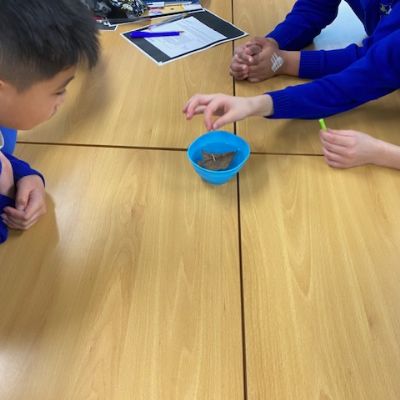Leaf Compass Experiment